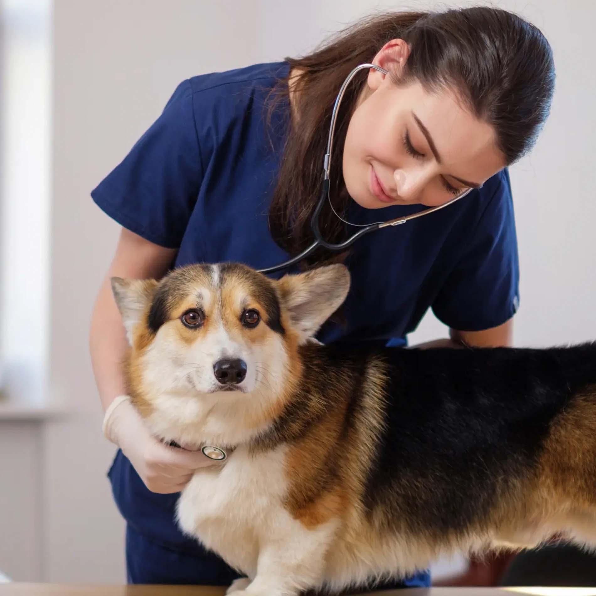 Nextmune-medewerker-hond