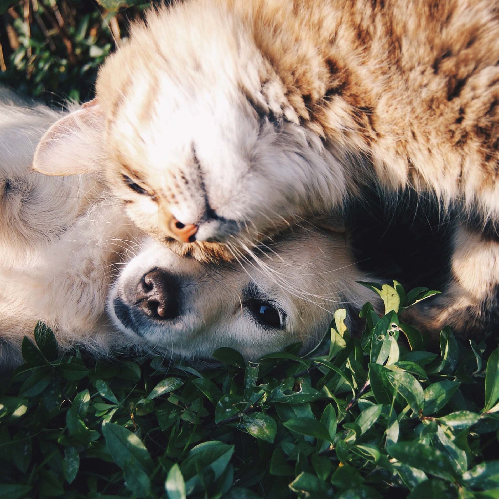 Nextmune-hond-kat