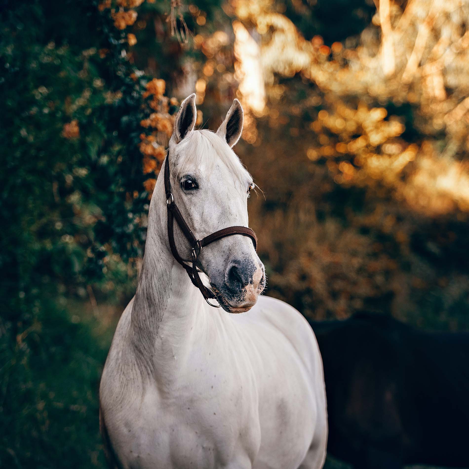 Nextmune-Paard